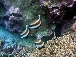 pennant bannerfish, Heniochus chrysostomus