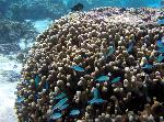bluegreen chromis, Chromis viridis
