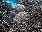 coral heads