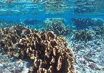 fire coral