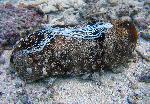 spaghetti worm