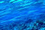 needlefish, Platybelone argalus