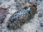 spaghetti worm