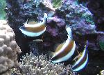 pennant bannerfish, Heniochus chrysostomus