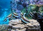 pennant bannerfish, Heniochus chrysostomus