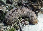 sea cucumber
