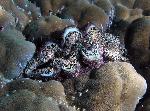 giant clam