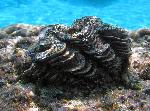giant clam