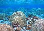 Coral heads