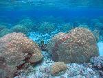 Coral heads