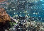 Reef fishes