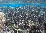 Coral reef