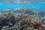 Coral reef