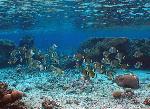 Reef fishes
