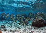 Reef fishes