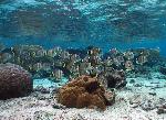 Reef fishes
