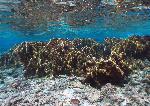 fire coral