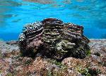 giant clam