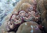 giant clam