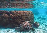 massive Porites