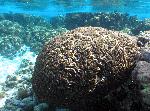 coral head