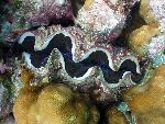 giant clam