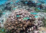 bluegreen chromis, Chromis viridis