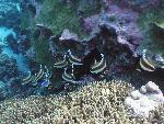 pennant bannerfish, Heniochus chrysostomus