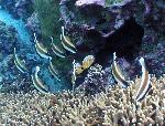 pennant bannerfish, Heniochus chrysostomus