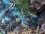 pennant bannerfish, Heniochus chrysostomus