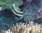 pennant bannerfish, Heniochus chrysostomus