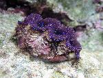 giant clam