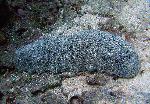 sea cucumber