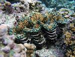 giant clam