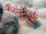 Christmas-tree worm