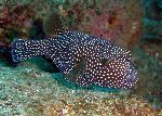 puffers, Arthron meleagris