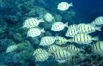 tangs, Acanthurus triostegus