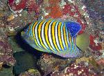 Angelfishes, Pygoplites diacanthus