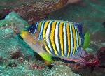 Angelfishes, Pygoplites diacanthus