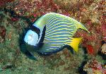 Angelfishes, Pomacanthus imperator