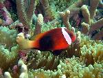 Anemonefish, Amphiprion melanopus