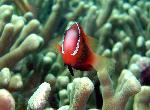 Anemonefish, Amphiprion melanopus