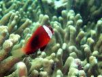 Anemonefish, Amphiprion melanopus