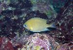 Damsels, Chromis amboinensis