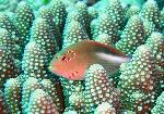 Hawksfish, Paracirrhites arcatus