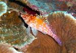 Hawkfish, Cirrhitichthys falco