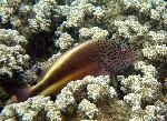Hawkfish, Paracirrhites forsteri