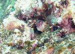 Blennies, Glyptoparus delicatulus