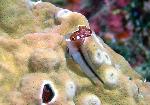 Blennies, Cirripectes polyzona