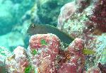 Blennies, Cirripectes stigmaticus